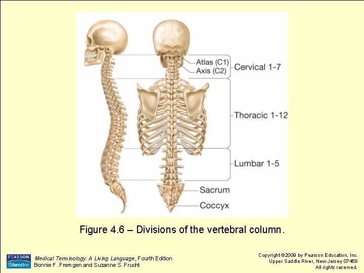 Figure 4. 6 – Divisions of the vertebral column. Medical Terminology: A Living Language,