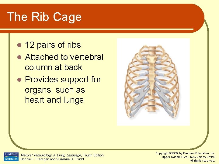 The Rib Cage 12 pairs of ribs l Attached to vertebral column at back