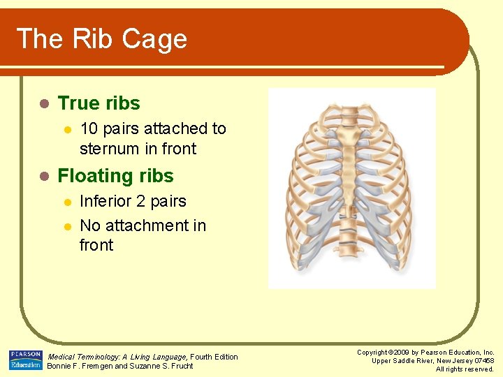 The Rib Cage l True ribs l l 10 pairs attached to sternum in