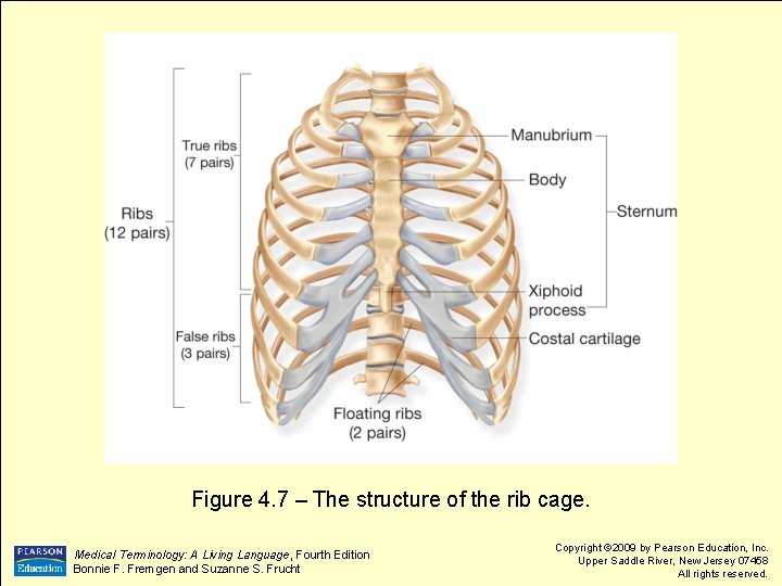 Figure 4. 7 – The structure of the rib cage. Medical Terminology: A Living