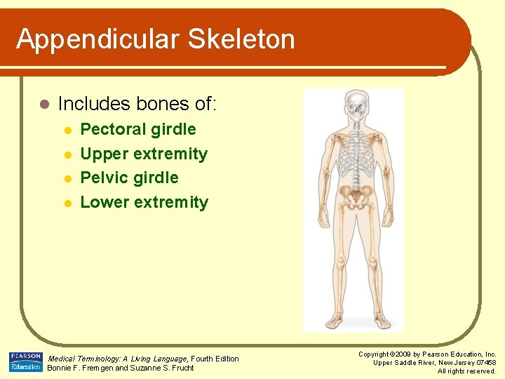 Appendicular Skeleton l Includes bones of: l l Pectoral girdle Upper extremity Pelvic girdle