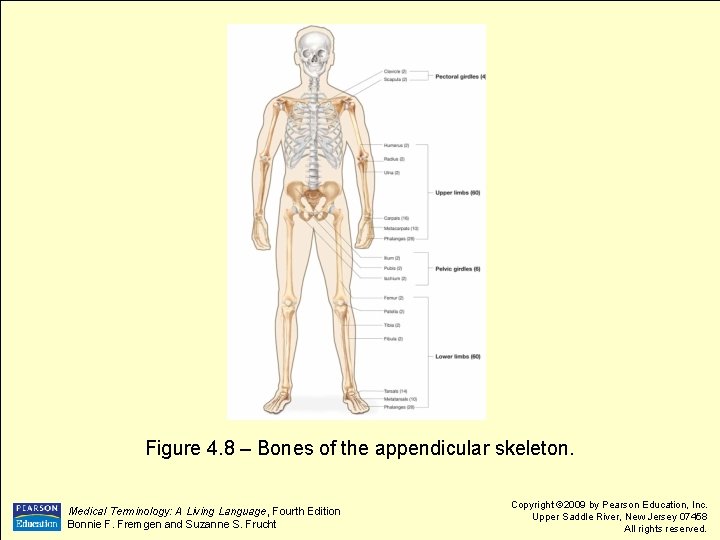 Figure 4. 8 – Bones of the appendicular skeleton. Medical Terminology: A Living Language,