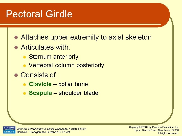 Pectoral Girdle Attaches upper extremity to axial skeleton l Articulates with: l l Sternum