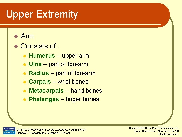 Upper Extremity Arm l Consists of: l l l l Humerus – upper arm