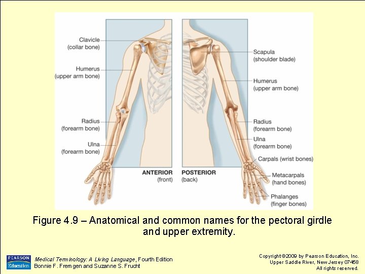 Figure 4. 9 – Anatomical and common names for the pectoral girdle and upper