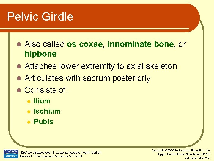 Pelvic Girdle Also called os coxae, innominate bone, or hipbone l Attaches lower extremity