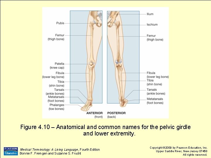 Figure 4. 10 – Anatomical and common names for the pelvic girdle and lower