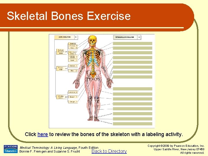Skeletal Bones Exercise Click here to review the bones of the skeleton with a