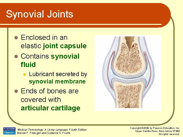 Synovial Joints Enclosed in an elastic joint capsule l Contains synovial fluid l l