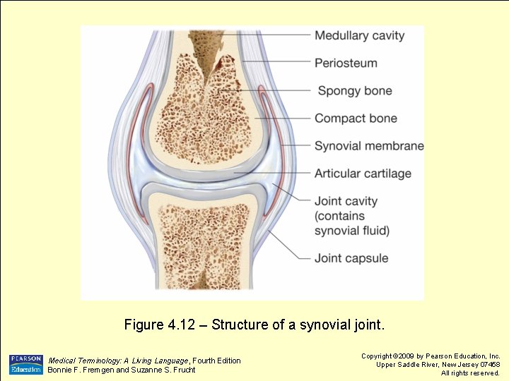 Figure 4. 12 – Structure of a synovial joint. Medical Terminology: A Living Language,