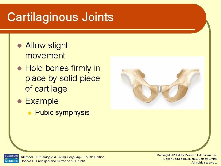 Cartilaginous Joints Allow slight movement l Hold bones firmly in place by solid piece