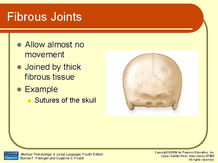 Fibrous Joints Allow almost no movement l Joined by thick fibrous tissue l Example