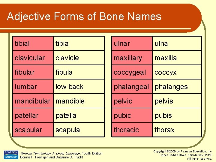 Adjective Forms of Bone Names tibial tibia ulnar ulna clavicular clavicle maxillary maxilla fibular