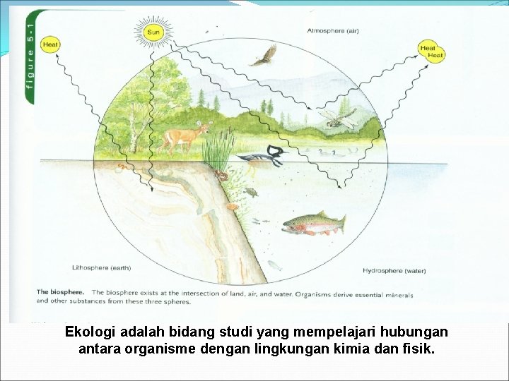 Ekologi adalah bidang studi yang mempelajari hubungan antara organisme dengan lingkungan kimia dan fisik. Ekologi adalah bidang studi yang mempelajari hubungan antara organisme dengan lingkungan kimia dan fisik.