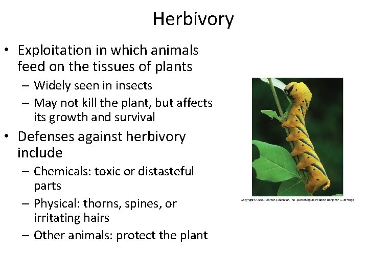 Herbivory • Exploitation in which animals feed on the tissues of plants – Widely Herbivory • Exploitation in which animals feed on the tissues of plants – Widely