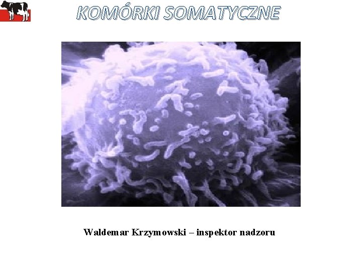 KOMÓRKI SOMATYCZNE Waldemar Krzymowski – inspektor nadzoru 