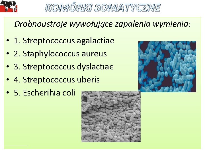 KOMÓRKI SOMATYCZNE Drobnoustroje wywołujące zapalenia wymienia: • • • 1. Streptococcus agalactiae 2. Staphylococcus