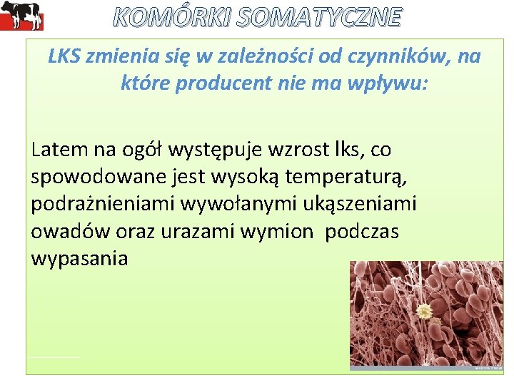 KOMÓRKI SOMATYCZNE LKS zmienia się w zależności od czynników, na które producent nie ma