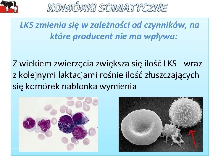 KOMÓRKI SOMATYCZNE LKS zmienia się w zależności od czynników, na które producent nie ma