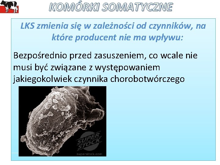 KOMÓRKI SOMATYCZNE LKS zmienia się w zależności od czynników, na które producent nie ma