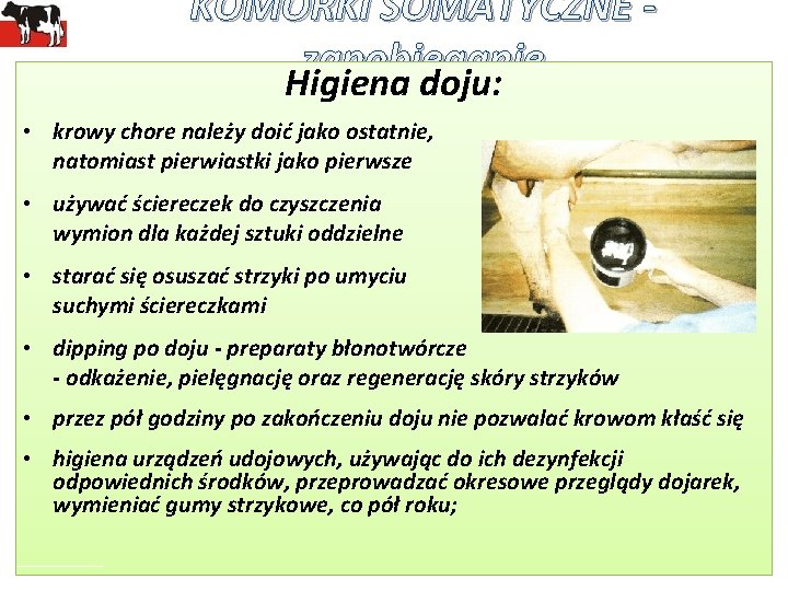 KOMÓRKI SOMATYCZNE zapobieganie Higiena doju: • krowy chore należy doić jako ostatnie, natomiast pierwiastki