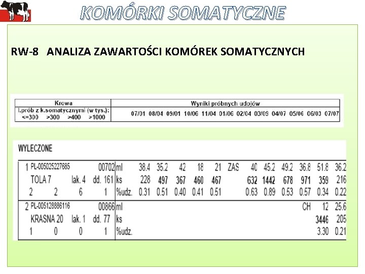 KOMÓRKI SOMATYCZNE RW-8 ANALIZA ZAWARTOŚCI KOMÓREK SOMATYCZNYCH 