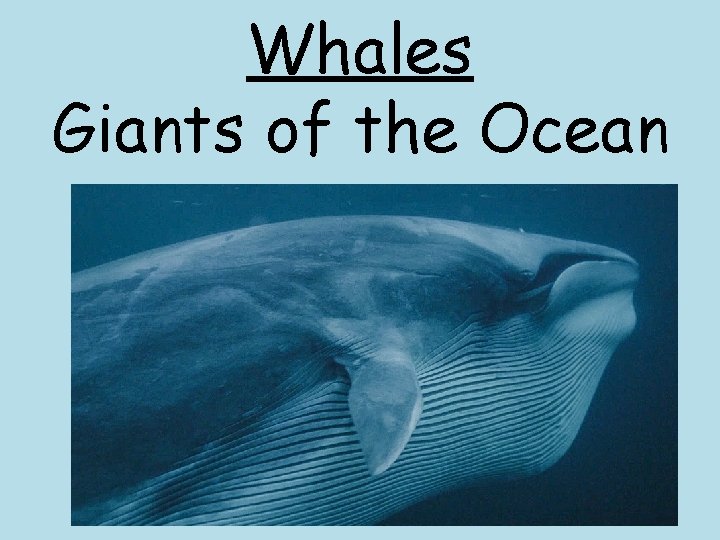 Whales Giants of the Ocean 