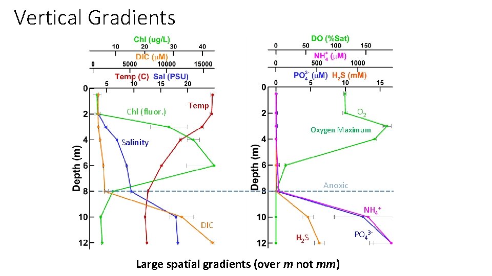 Vertical Gradients Chl (fluor. ) Temp O 2 Oxygen Maximum Salinity Anoxic NH 4+