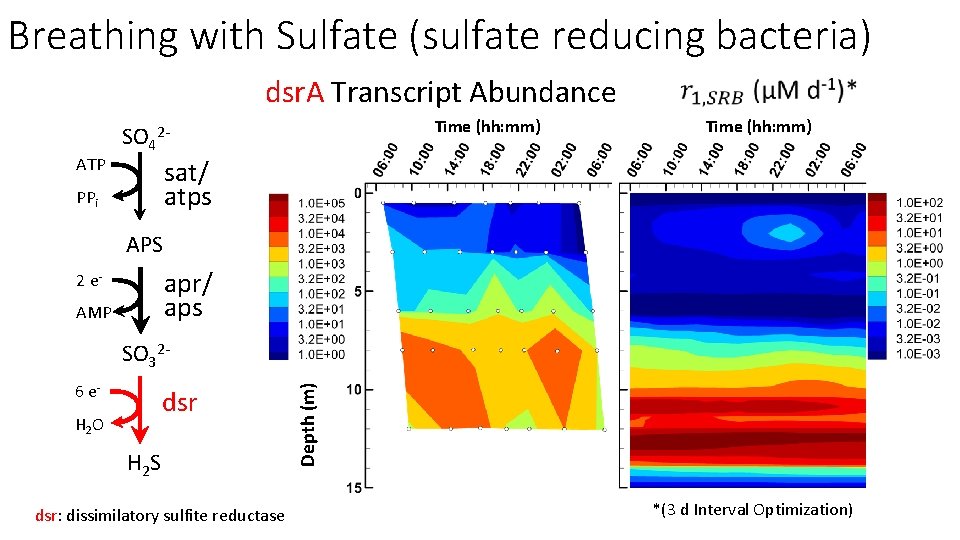 Breathing with Sulfate (sulfate reducing bacteria) dsr. A Transcript Abundance ATP Time (hh: mm)