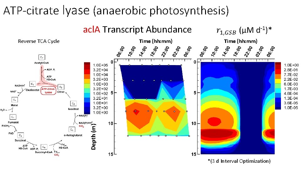 ATP-citrate lyase (anaerobic photosynthesis) acl. A Transcript Abundance Time (hh: mm) Depth (m) Reverse