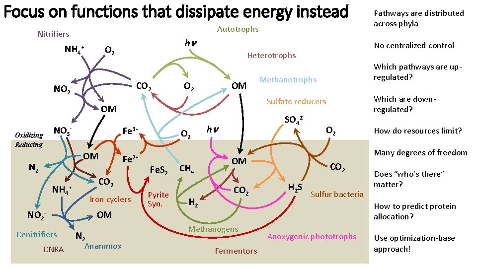 Focus on functions that dissipate energy instead Autotrophs Nitrifiers NH 4+ NO 2 h