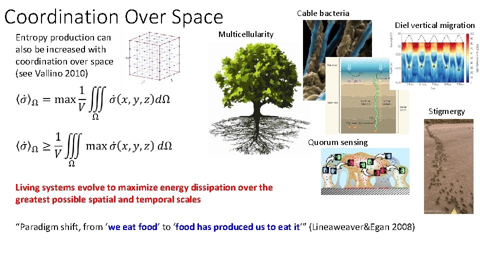 Coordination Over Space Entropy production can also be increased with coordination over space (see