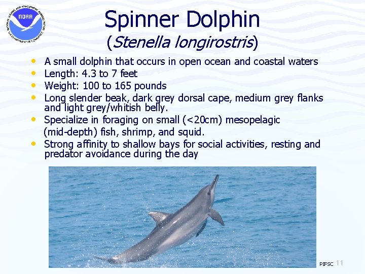 Spinner Dolphin (Stenella longirostris) • • • A small dolphin that occurs in open