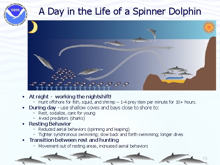 A Day in the Life of a Spinner Dolphin • At night - working
