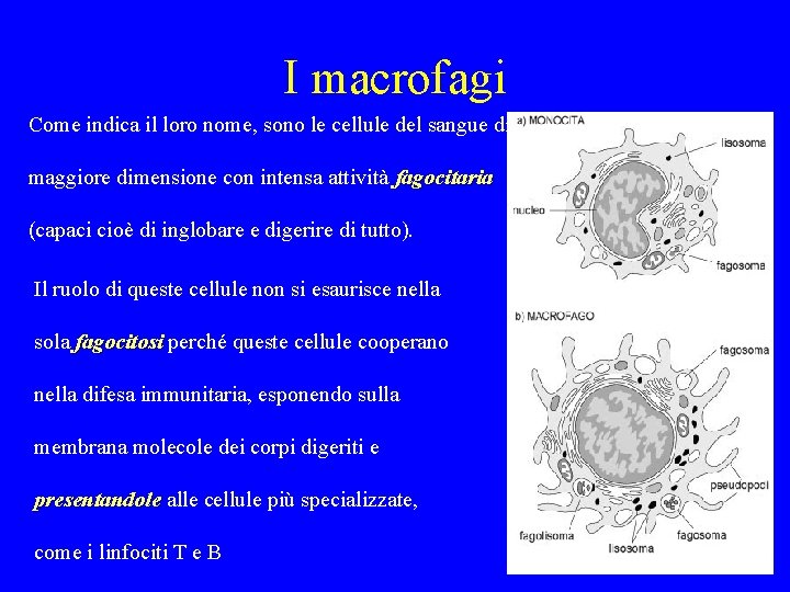 I macrofagi Come indica il loro nome, sono le cellule del sangue di maggiore