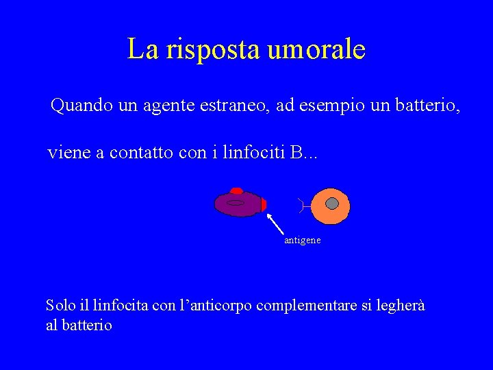 La risposta umorale Quando un agente estraneo, ad esempio un batterio, viene a contatto