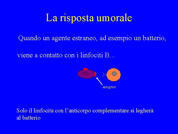 La risposta umorale Quando un agente estraneo, ad esempio un batterio, viene a contatto