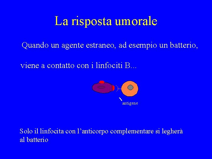 La risposta umorale Quando un agente estraneo, ad esempio un batterio, viene a contatto