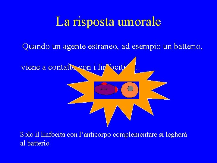 La risposta umorale Quando un agente estraneo, ad esempio un batterio, viene a contatto