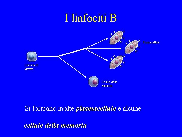 I linfociti B Plasmacellule Linfocita B attivato Cellule della memoria Si formano molte plasmacellule