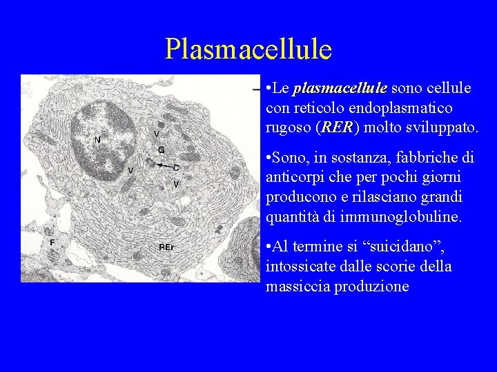 Plasmacellule • Le plasmacellule sono cellule con reticolo endoplasmatico rugoso (RER) RER molto sviluppato.