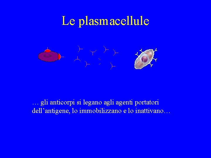 Le plasmacellule … gli anticorpi si legano agli agenti portatori dell’antigene, lo immobilizzano e