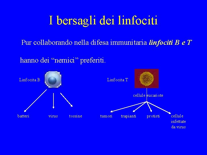 I bersagli dei linfociti Pur collaborando nella difesa immunitaria linfociti B e T hanno