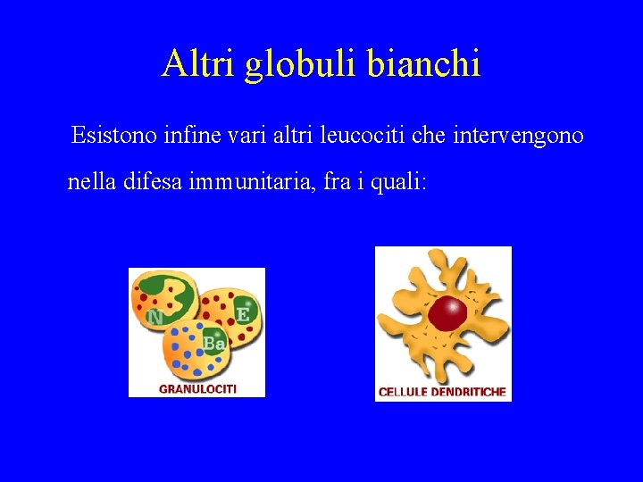 Altri globuli bianchi Esistono infine vari altri leucociti che intervengono nella difesa immunitaria, fra