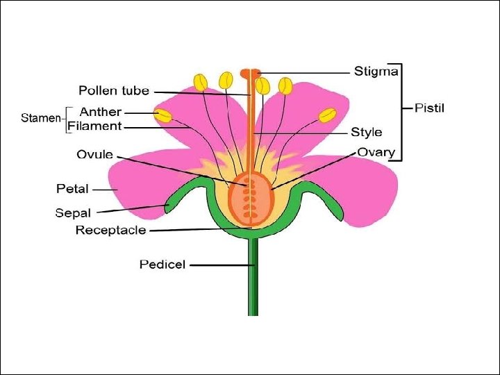 CHAPTER 2 Sexual Reproduction In Flowering Plants Flower