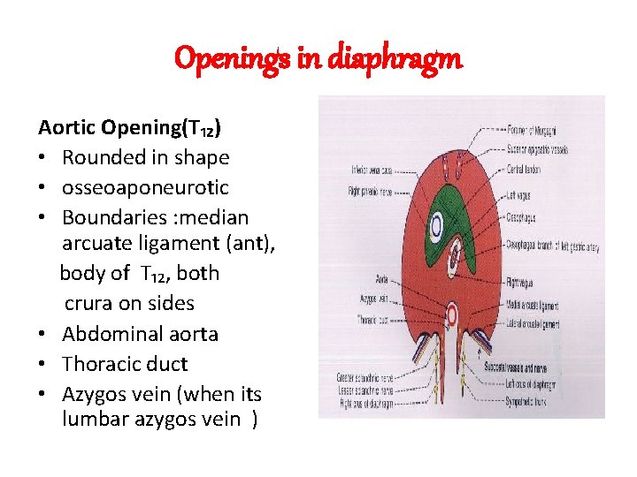 Openings in diaphragm Aortic Opening(T₁₂) • Rounded in shape • osseoaponeurotic • Boundaries :