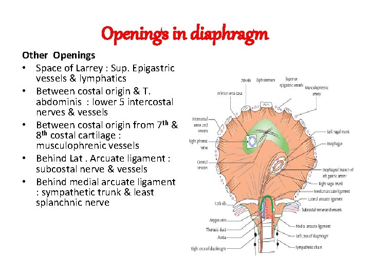 Openings in diaphragm Other Openings • Space of Larrey : Sup. Epigastric vessels &