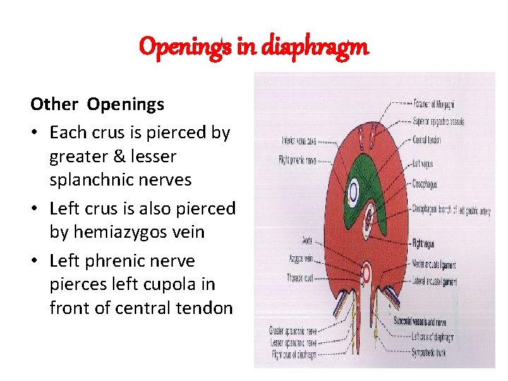 Openings in diaphragm Other Openings • Each crus is pierced by greater & lesser