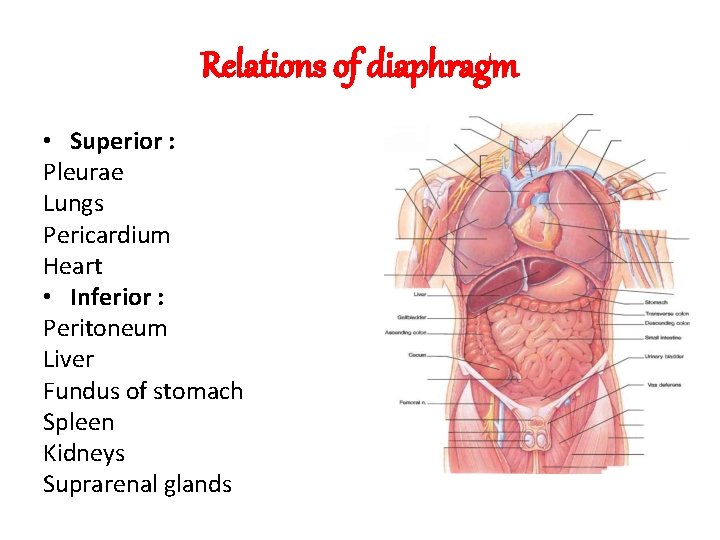 Relations of diaphragm • Superior : Pleurae Lungs Pericardium Heart • Inferior : Peritoneum