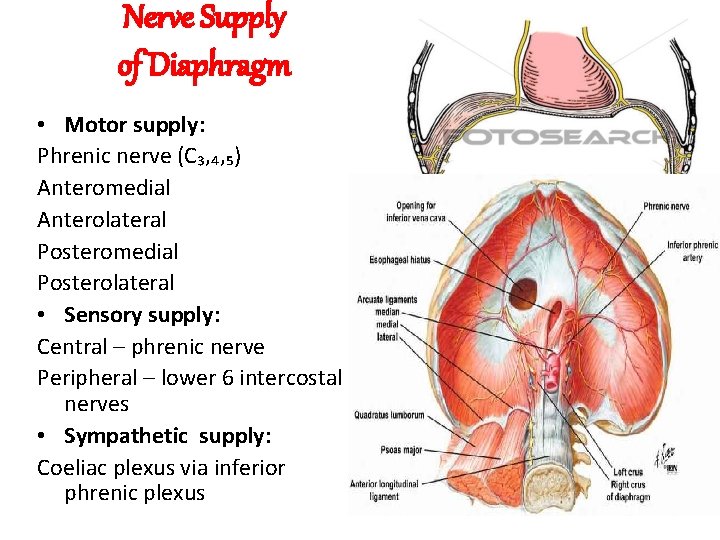 Nerve Supply of Diaphragm • Motor supply: Phrenic nerve (C₃‚₄‚₅) Anteromedial Anterolateral Posteromedial Posterolateral